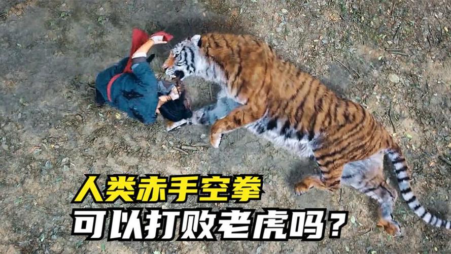 三国志9打老虎有什么技巧？老玩家教你几招！