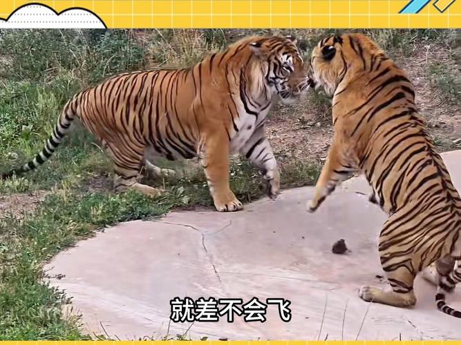 三国志9打老虎事件咋触发？老玩家手把手教你！